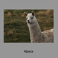 Alpaca